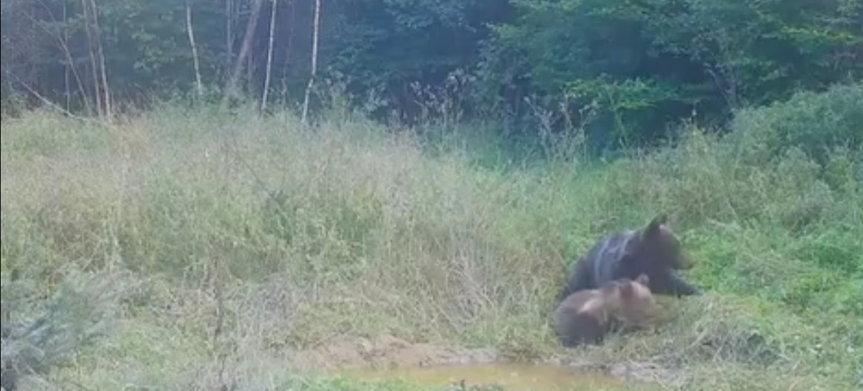 Niedźwiedzie przepychanki nad babrzyskiem (VIDEO)