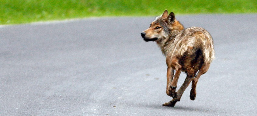 BIESZCZADY: Wilk zaatakował dwoje dzieci! Mają rany szarpane nóg. Zwierzę zastrzelono