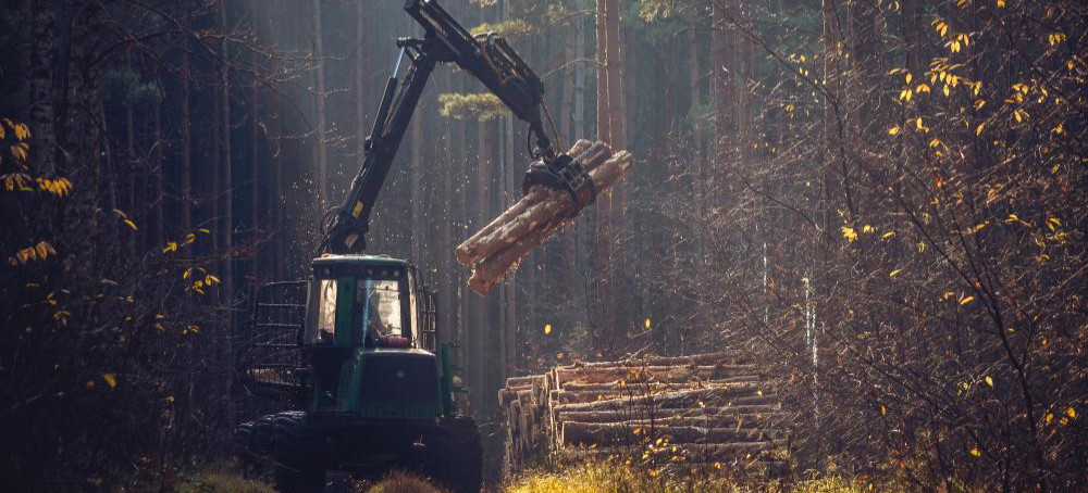 Mniej cięć, więcej lasu. RDLP w Krośnie ogranicza pozyskanie drewna mimo rekordowych zasobów
