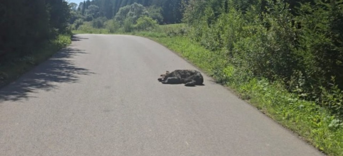 TRAGEDIA W LIPOWCU: Postrzelony niedźwiedź konał kilka dni!