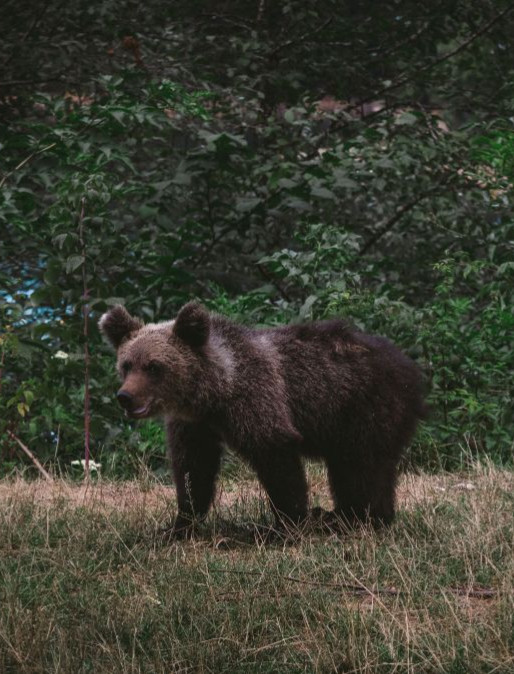 Niedźwiedź zniszczył pasiekę. Gmina wydała ważny komunikat