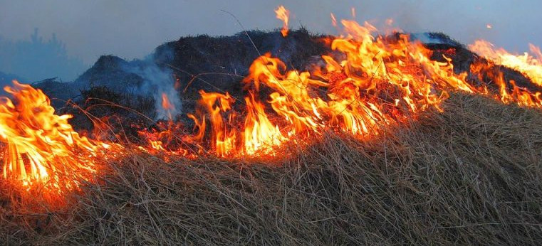 Wiosenne wypalanie traw wciąż problemem. Mandaty nawet do kilku tysięcy złotych