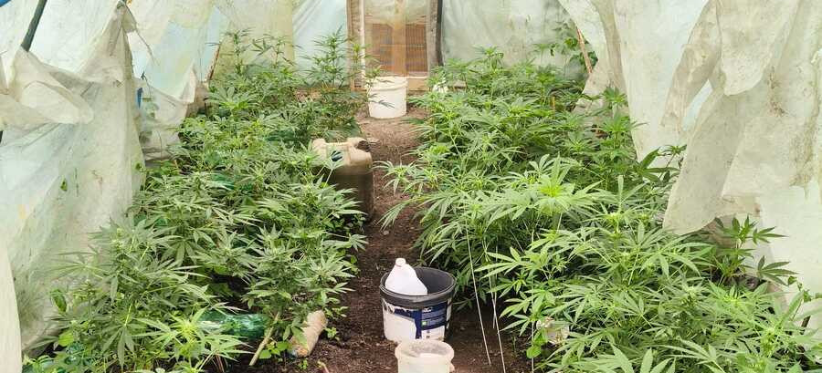Nielegalna plantacja marihuany zlikwidowana w Bieszczadach. 39-latkowi grozi 10 lat więzienia [ZDJĘCIA]
