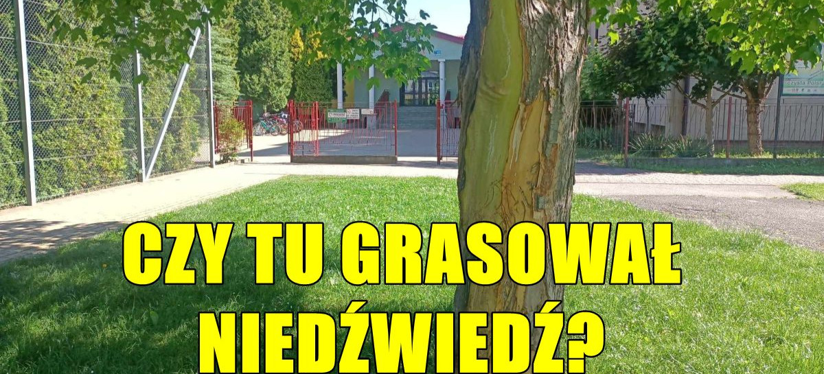 Niedźwiedź zostawił ślady na drzewie pod szkołą? Sprawdzamy! (ZDJĘCIA)