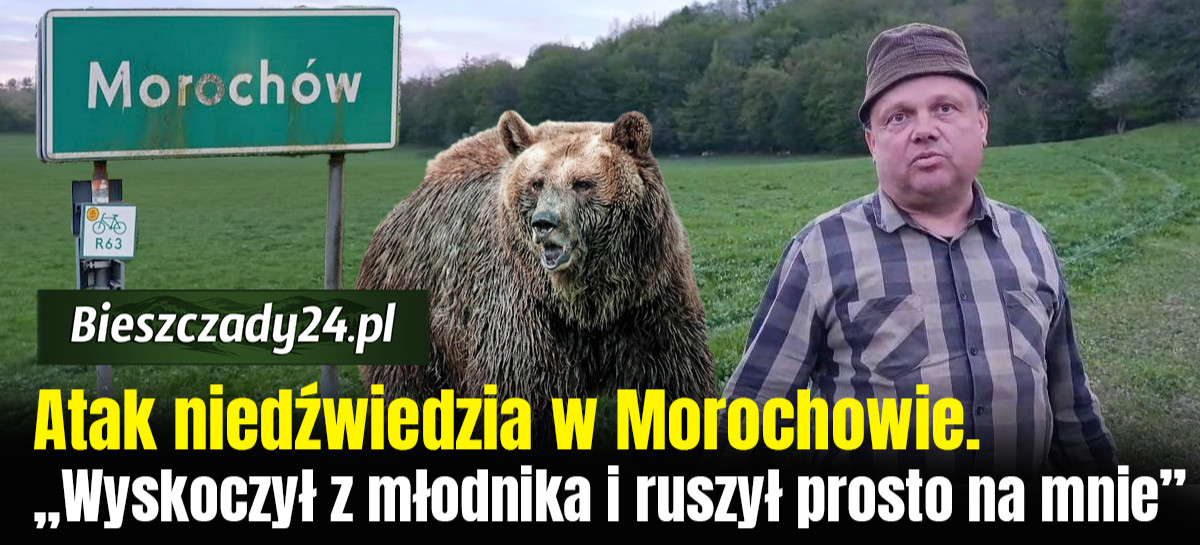 TYLKO U NAS! Atak niedźwiedzia w Morochowie. „Wyskoczył z młodnika i ruszył prosto na mnie” [VIDEO]