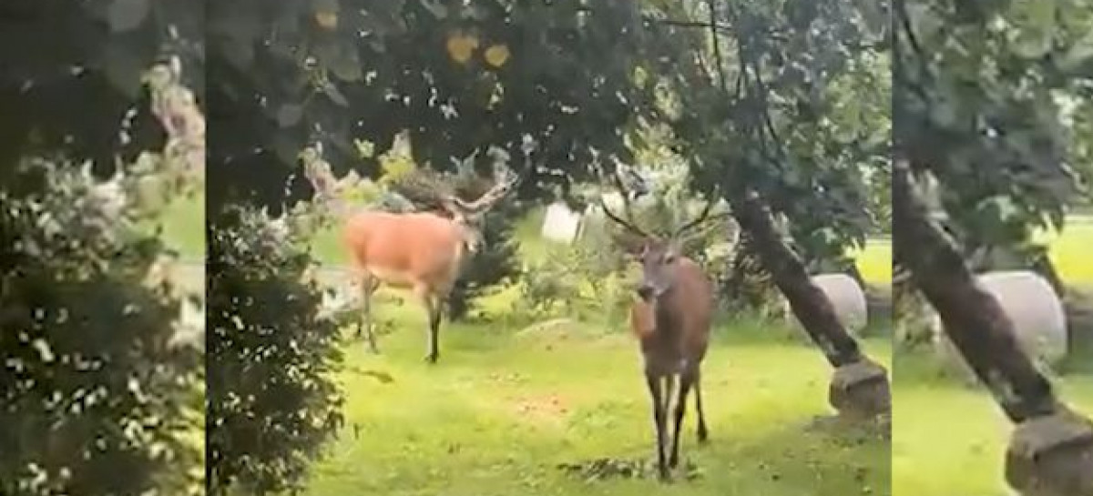 Niecodzienni goście w Ustrzykach Dolnych (VIDEO)