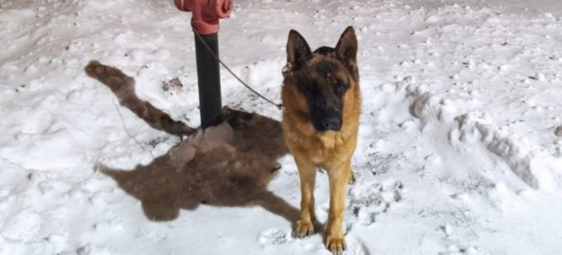 BIAŁOBRZEGI. Pies uciekł właścicielowi. Znaleziono go przywiązanego do hydrantu (FOTO)