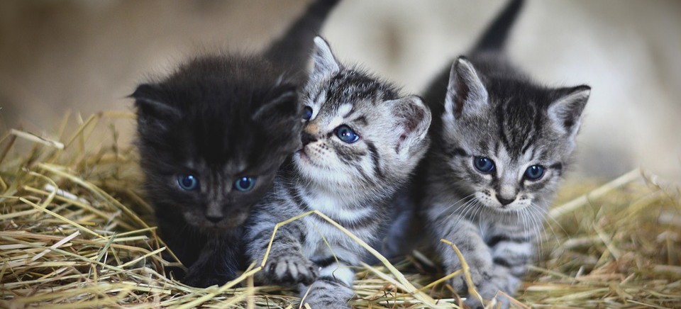 Bezdomne kociaki czekają na waszą pomoc