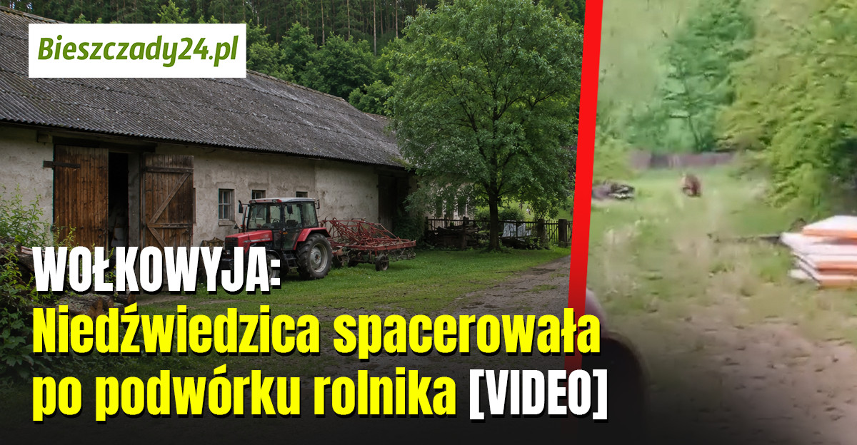 WOŁKOWYJA: Niedźwiedzica spacerowała po podwórku rolnika [VIDEO]
