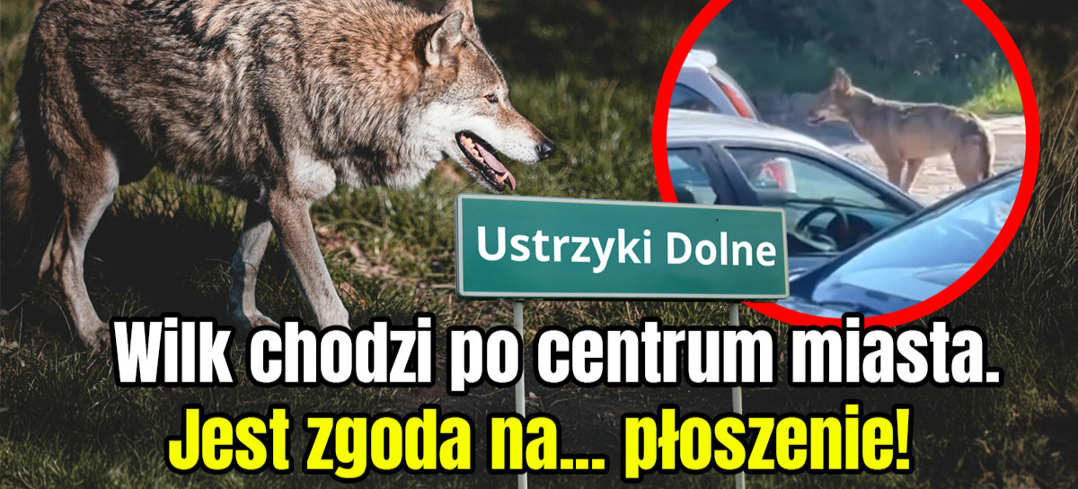 Wilk w centrum miasta. Jest zgoda na… płoszenie (VIDEO)