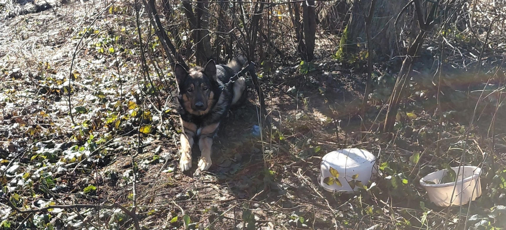 RYMANÓW: Pies przywiązany do drzewa w środku lasu. Uratowali go strażnicy leśni [FOTO]