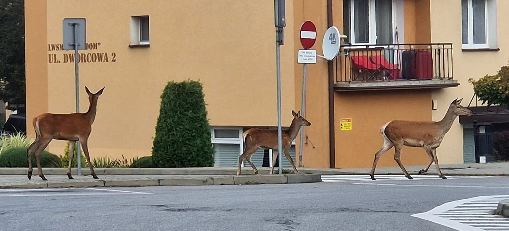 Poranek w Ustrzykach Dolnych. Dzika zwierzyna spaceruje po ulicach (ZDJĘCIA)