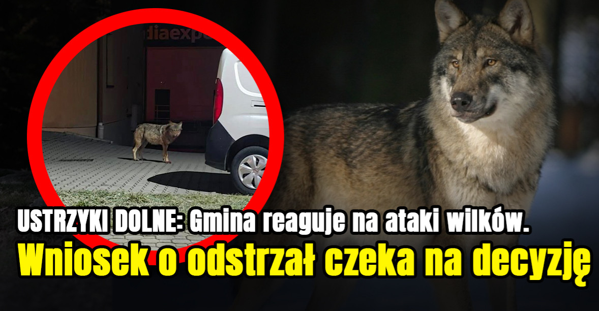 USTRZYKI DOLNE: Gmina reaguje na ataki wilków. Wniosek o odstrzał czeka na decyzję