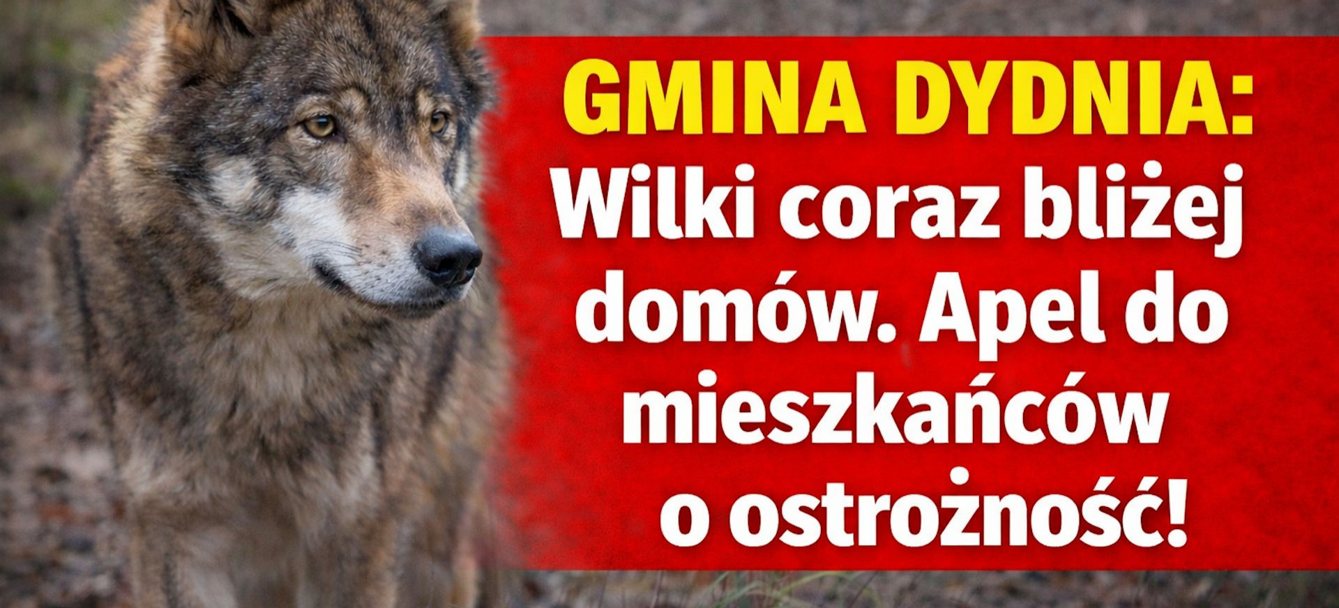 GMINA DYDNIA: Wilki coraz bliżej domów. Apel do mieszkańców o ostrożność