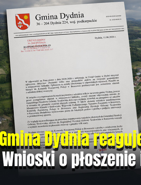 Gmina Dydnia reaguje na zuchwałe ataki wilków. Wnioski o płoszenie i dodatkowe patrole policji [VIDEO]