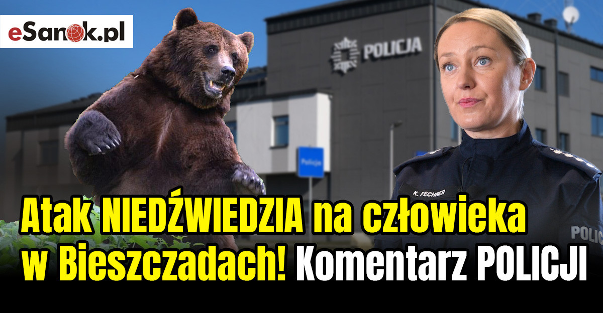 Atak niedźwiedzia na człowieka w Bieszczadach. Kobietę uratował plecak! (VIDEO)