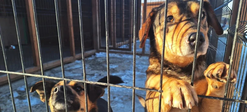 Zima w schroniskach. Jak Podkarpacie dba o zwierzęta i gdzie zgłaszać zaniedbania?