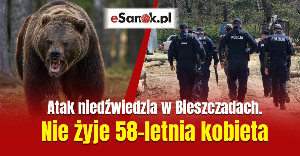 PILNE: Tragedia w Płonnej. Śmiertelny atak niedźwiedzia. Nie żyje mieszkanka powiatu sanockiego