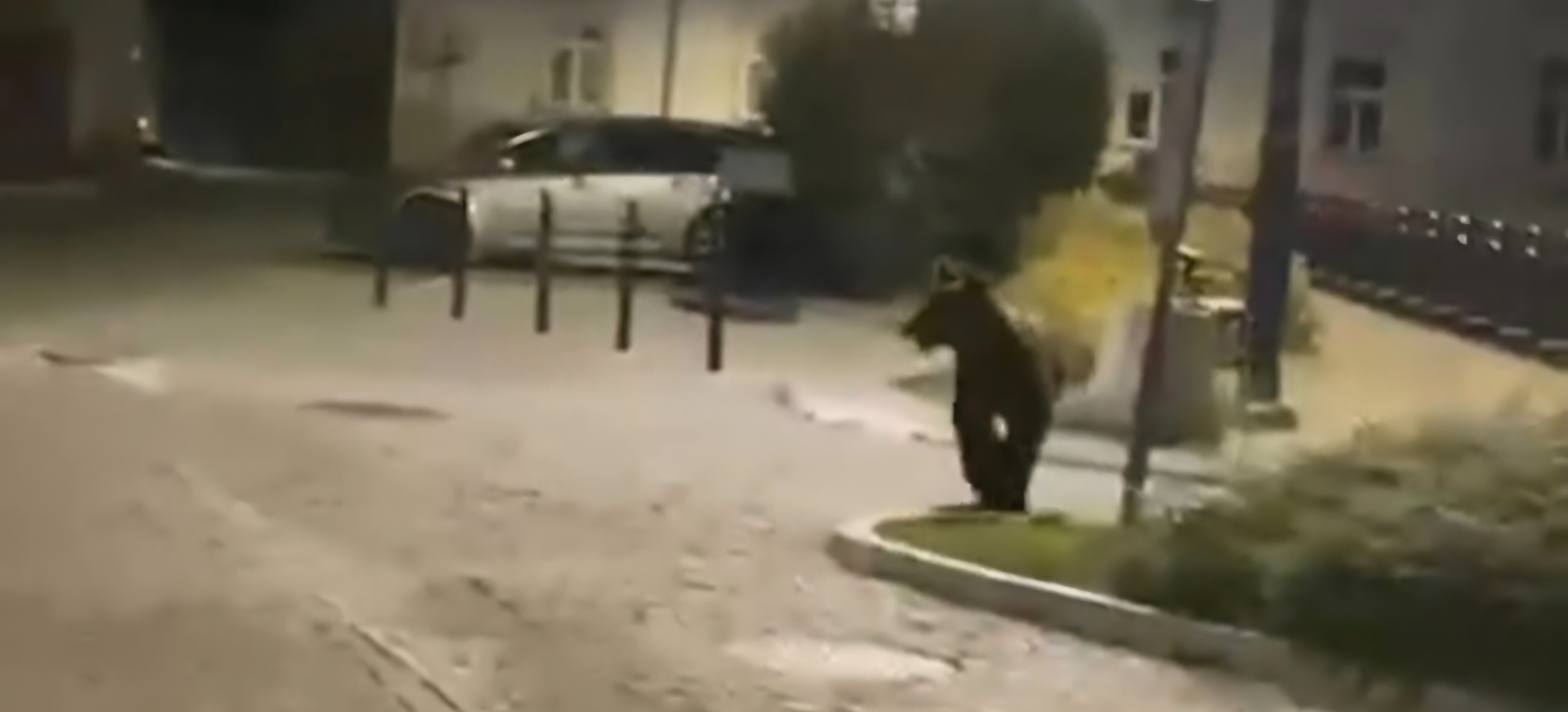 To pierwszy taki przypadek. Niedźwiedź pojawił się w centrum Przemyśla [VIDEO]