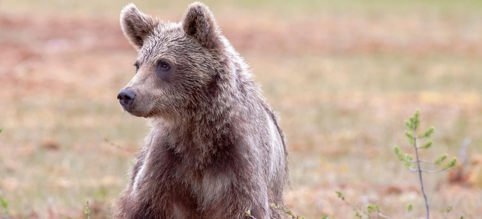 Nocne odwiedziny niedźwiedzia. ZOBACZCIE co nawyprawiał