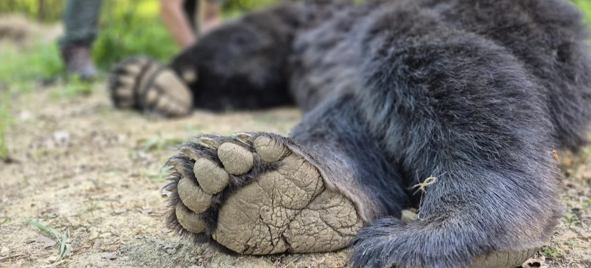 BIESZCZADY: RDOŚ wydał decyzję w sprawie niedźwiedzi