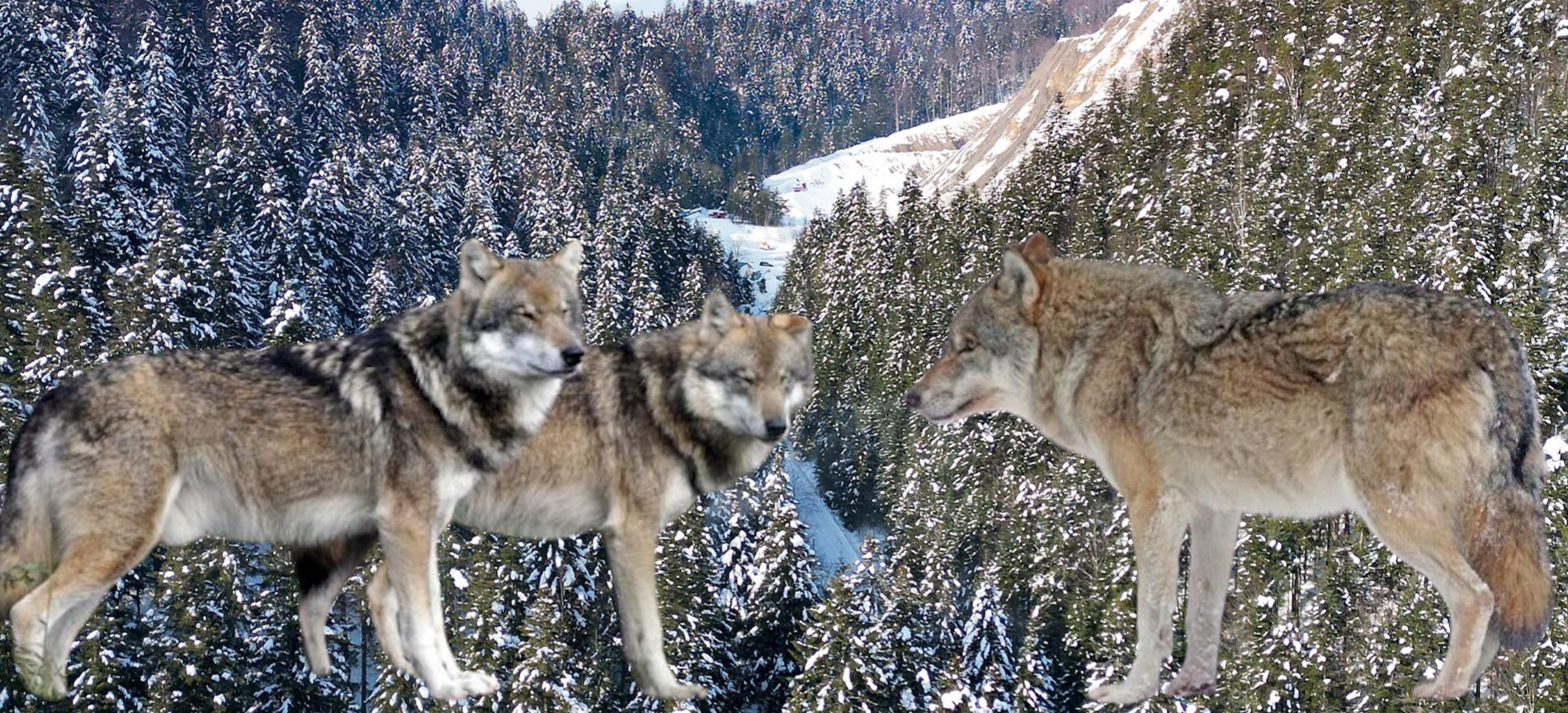 GMINA SANOK: Wataha wilków pod domem w Lisznej. Apel o zachowanie szczególnej ostrożności!