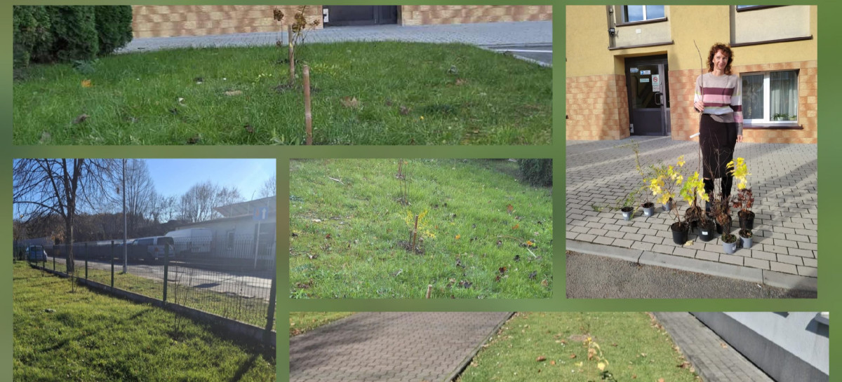 Wzbogacamy przyrodę Podkarpacia – Powiat Sanocki sadzi rośliny miododajne