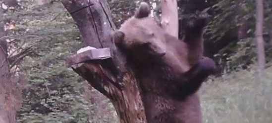 BIESZCZADY: Tańczący niedźwiedź? Nie, on tylko drapie się po plecach (VIDEO)