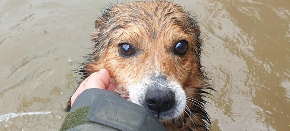 REGION: Schronisko dla psów zostało zalane! Potrzebna pomoc!
