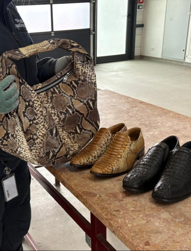 Luksusowa galanteria z pytona i krokodyla na granicy. 56-latkowi grozi więzienie [ZDJĘCIA]