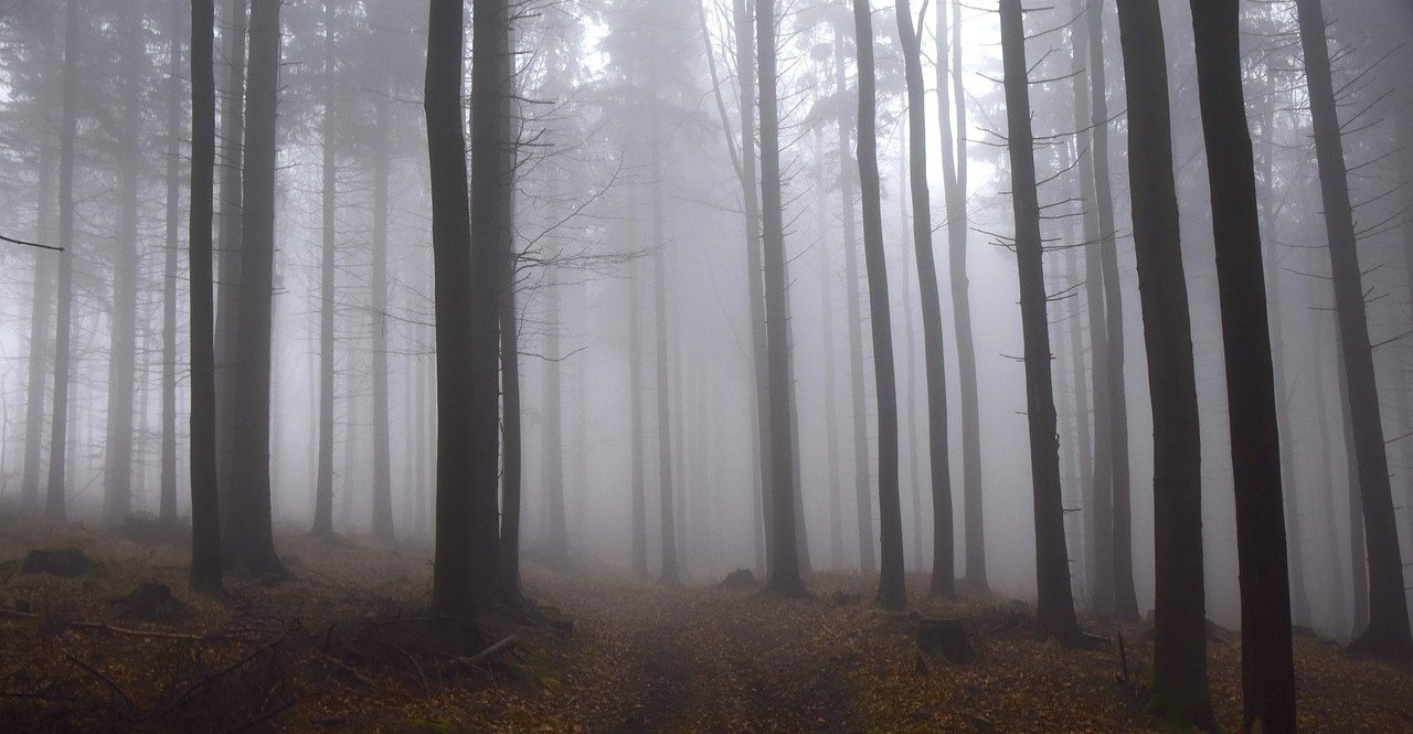 BRZOZÓW: Wieczorne poszukiwania 64-letniego grzybiarza