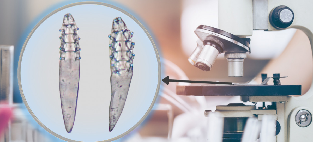 PZŁ angażuje się w badania naukowe. Efekt – odkrycie nowego gatunku pasożyta