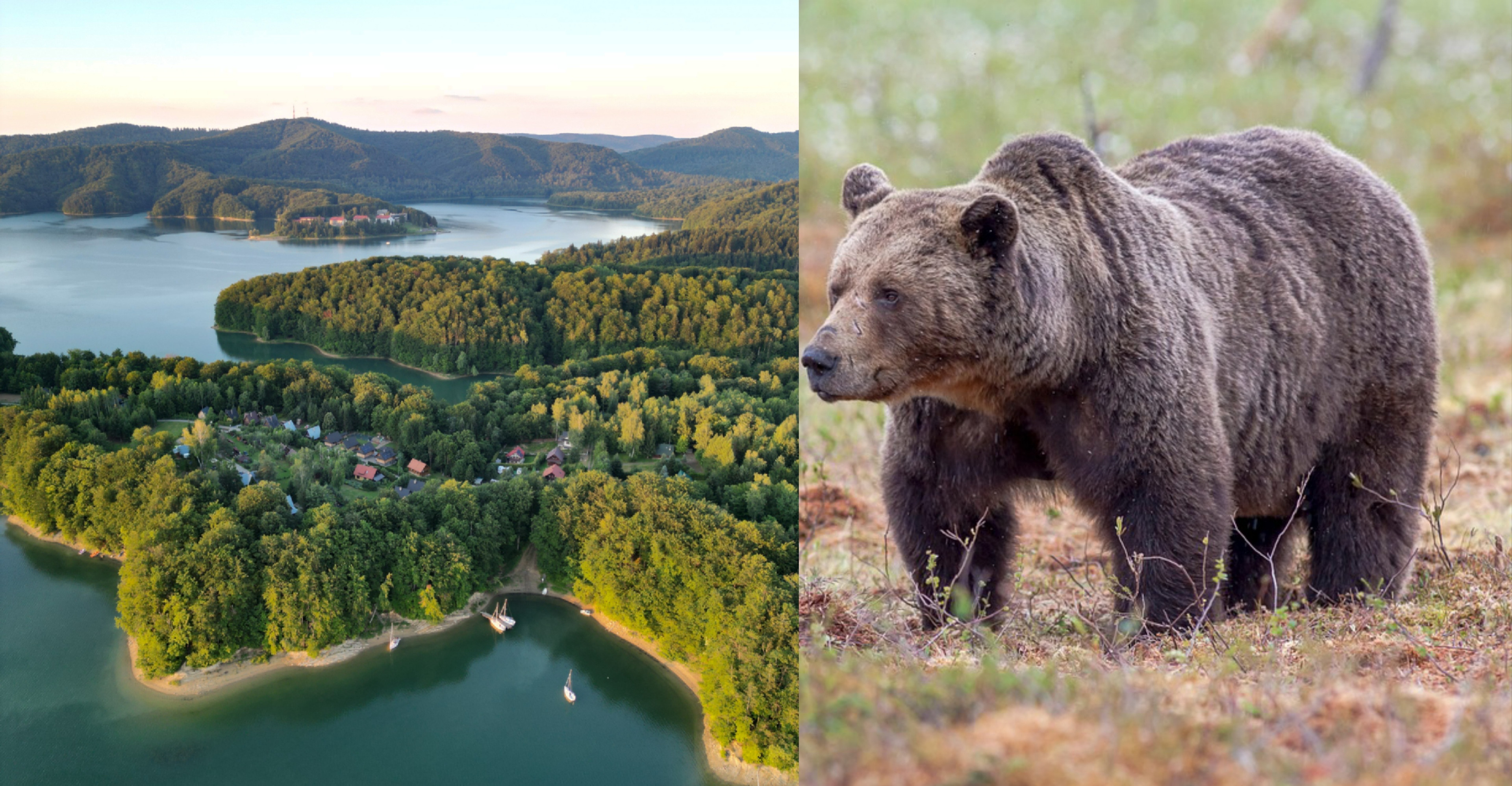 Niedźwiedzica z młodymi pod domami w Polańczyku! „Nie reagowały nawet na petardy” [VIDEO]