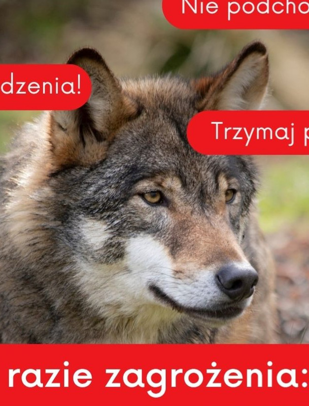 Kolejna gmina wydaje komunikat. Wilki podchodzą pod same domy