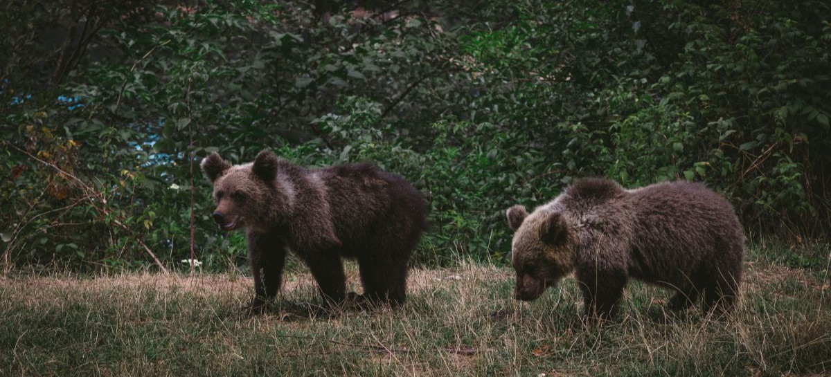 Niedźwiedź zniszczył pasiekę. Gmina wydała ważny komunikat