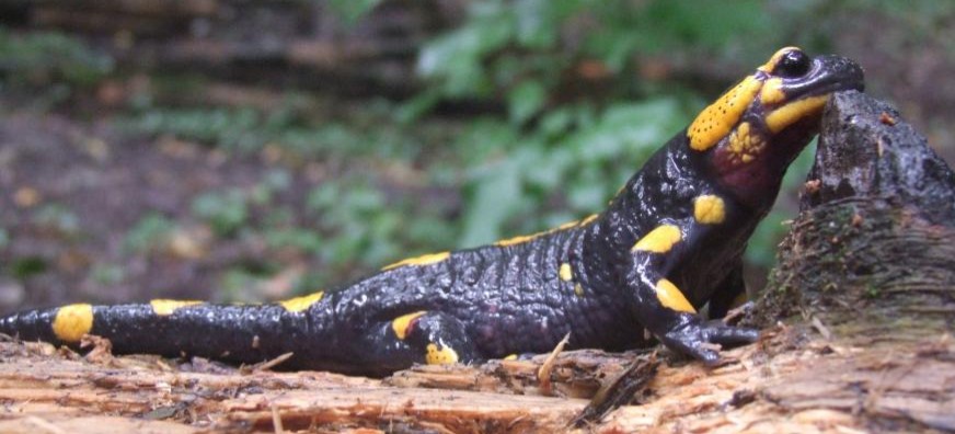 BIESZCZADY: Wzmożona aktywność salamander. Dlaczego?