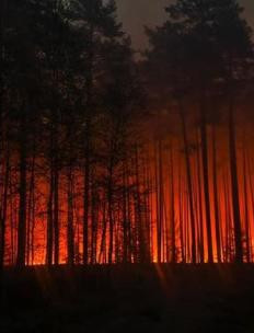 Czerwony alarm w podkarpackich lasach. Leśnicy apelują o rozwagę