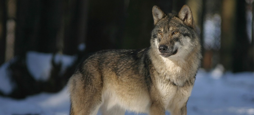 USTRZYKI DOLNE: Wilk zagryzł łanię tuż przy głównej drodze. Mieszkańcy zaniepokojeni – „To realne zagrożenie”. DRASTYCZNE ZDJĘCIE 18+