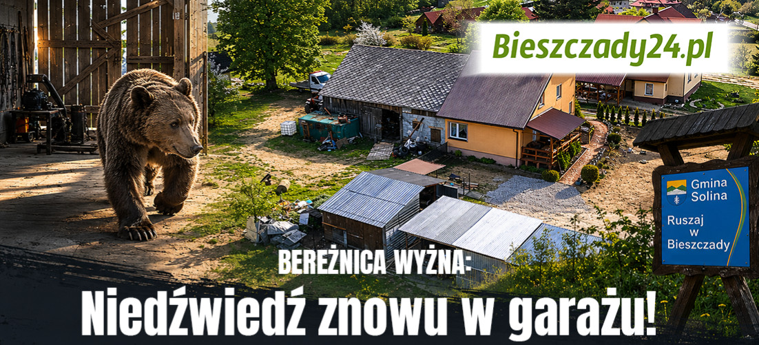 BEREŻNICA WYŻNA: Niedźwiedź znowu w garażu! „Czy musi dojść do tragedii?” [VIDEO]
