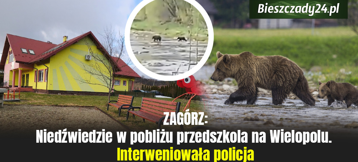 ZAGÓRZ: Niedźwiedzie w pobliżu przedszkola na Wielopolu. Interweniowała policja [VIDEO]