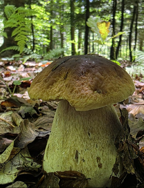 Sezon grzybowy rozpoczęty. W lasach pojawiły się pierwsze prawdziwki (ZDJĘCIA)