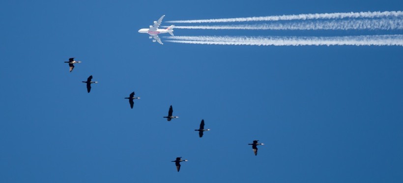PODKARPACIE: Samolot i stado kormoranów. Niezwykłe ujęcie! (FOTO)
