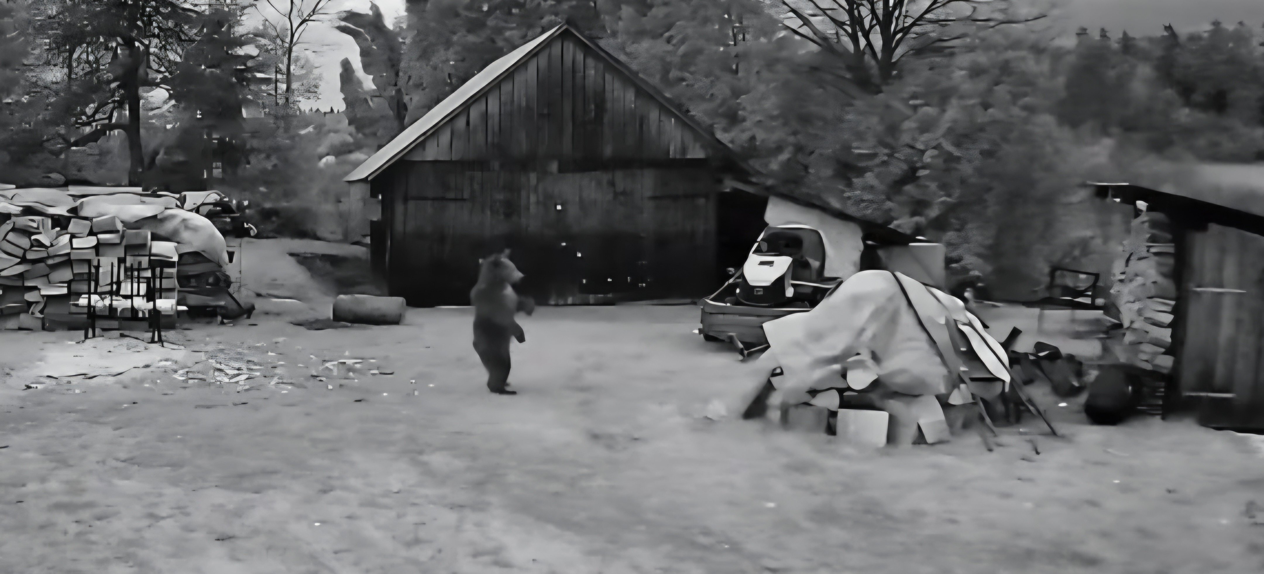 WOLA MATIASZOWA. Niedźwiedzica z dwoma młodymi pod domem. „Nie bała się petard” [VIDEO]