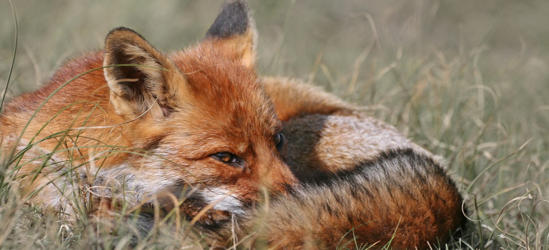 Wiosenna akcja szczepienia lisów na Podkarpaciu. Sprawdź terminy