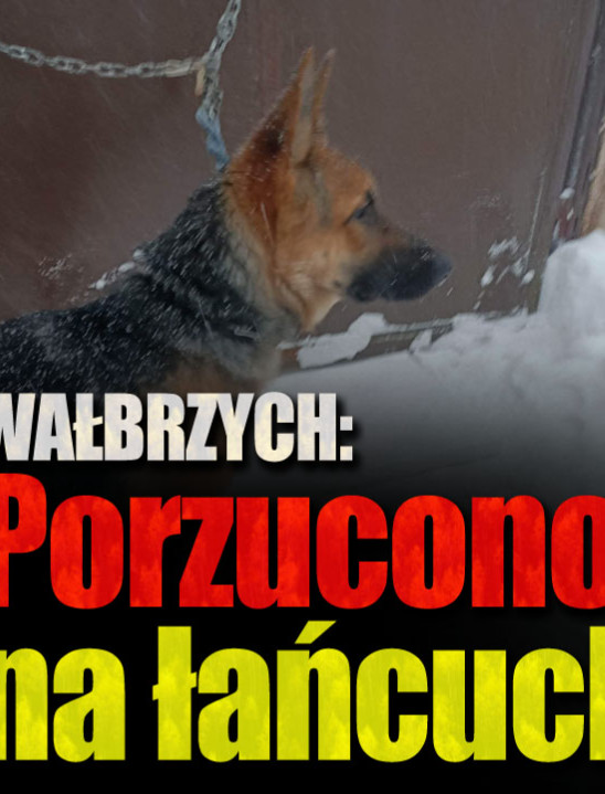 Porzucił psa na łańcuchu. Zwierzę stało na mrozie w trakcie śnieżycy