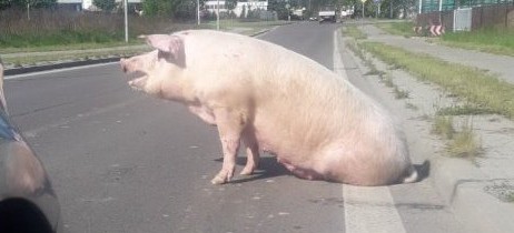 Świnia na ulicy. Uciekła z transportu do ubojni