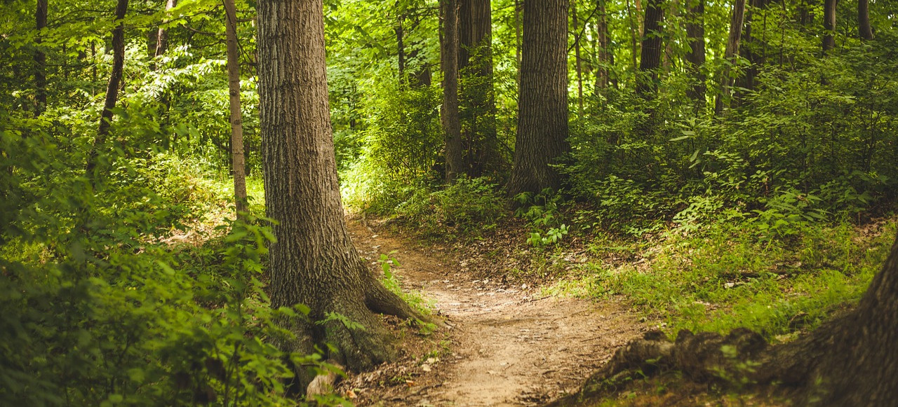 26 milionów na podkarpacki odcinek Głównego Szlaku Beskidzkiego (ZDJĘCIA)