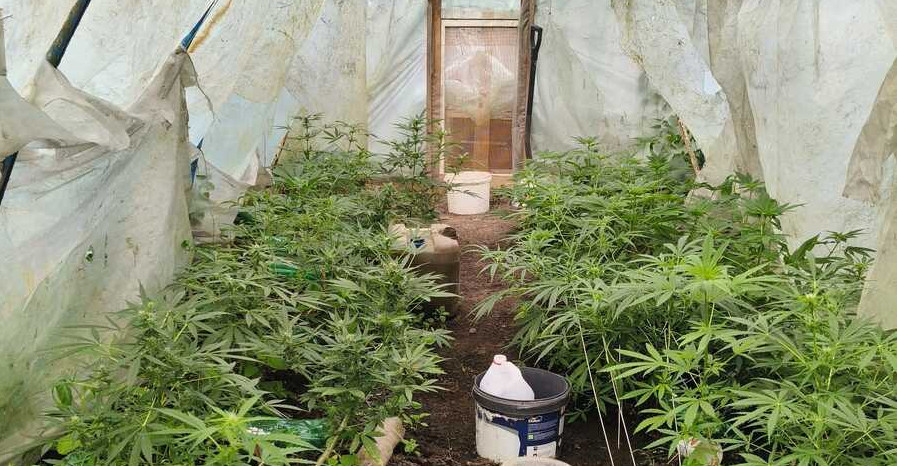 Nielegalna plantacja marihuany zlikwidowana w Bieszczadach. 39-latkowi grozi 10 lat więzienia [ZDJĘCIA]