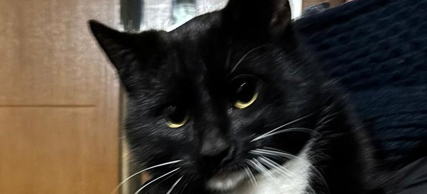 ZMIENNICA: Policjanci i strażacy uratowali kota uwięzionego w pustostanie