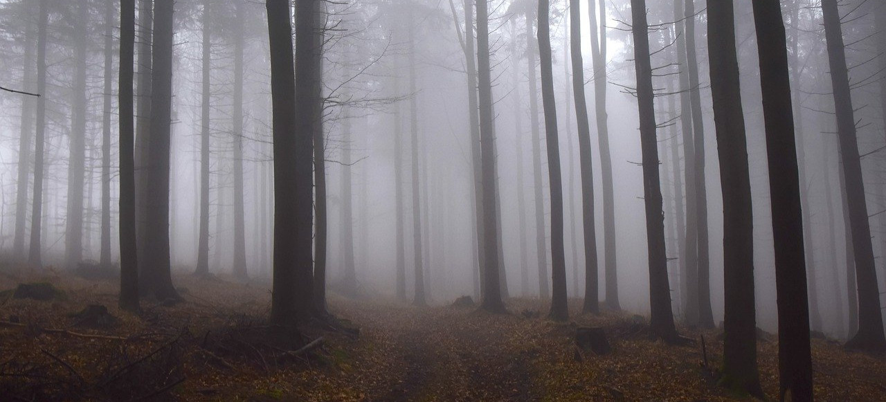 BRZOZÓW: Wieczorne poszukiwania 64-letniego grzybiarza